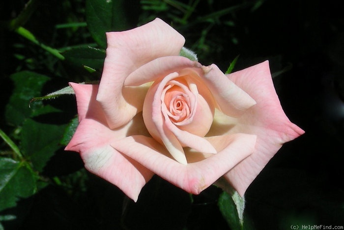'Little Muff' rose photo