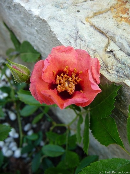 'Euphrates' rose photo
