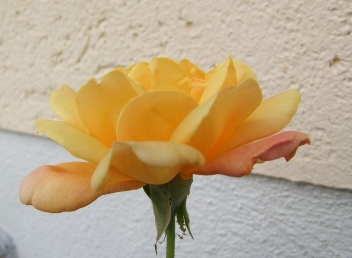 'Frau Minka Rödiger' rose photo