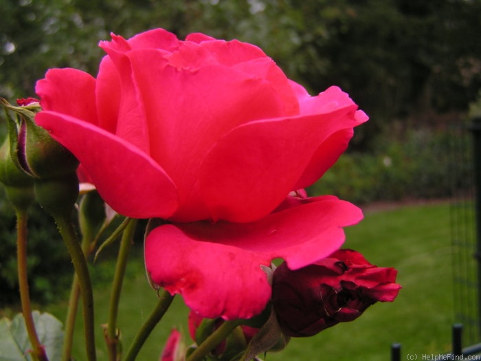 'Dizzy Heights' rose photo