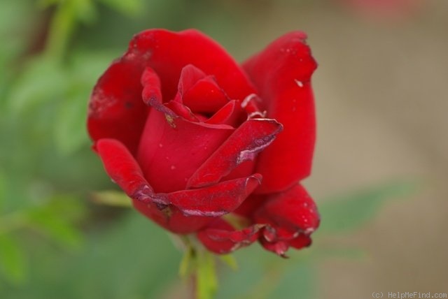'Hot Point' rose photo