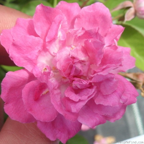 'Bengale Camellia (china, unknown, by 1824)' rose photo