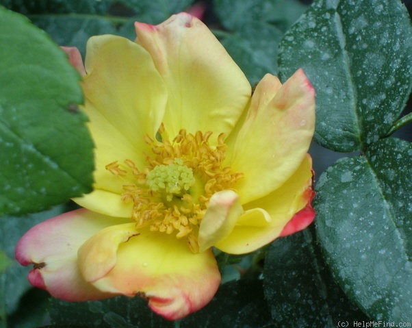 'Masquerade (floribunda, Boerner 1949)' rose photo