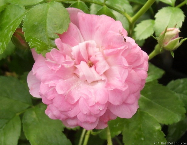'Madame Auguste Nonin' rose photo