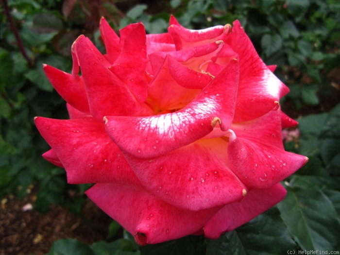 'Dream Come True ™ (grandiflora, Pottschmidt, 2006)' rose photo