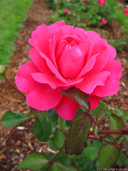 'Sir John Betjeman' rose photo
