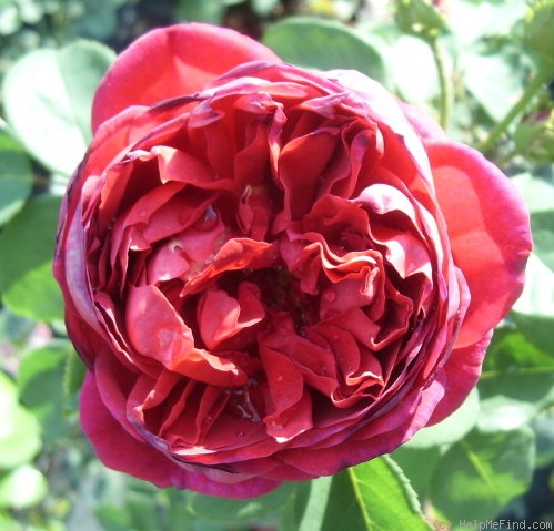 'Othello (English Rose, Austin, 1986)' rose photo