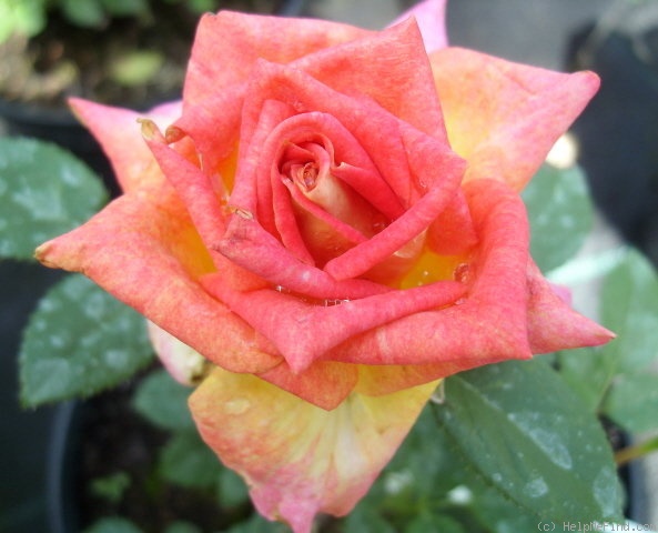 'Shirynne Cowan' rose photo