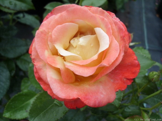 'Vendée Impériale ®' rose photo