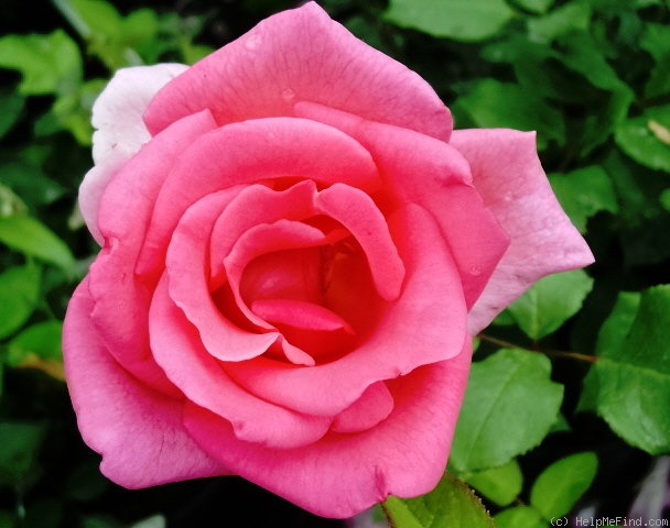 'Elizabeth of York' rose photo