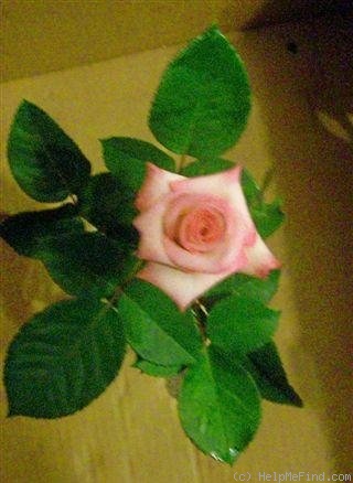 'Mikayla Danille' rose photo