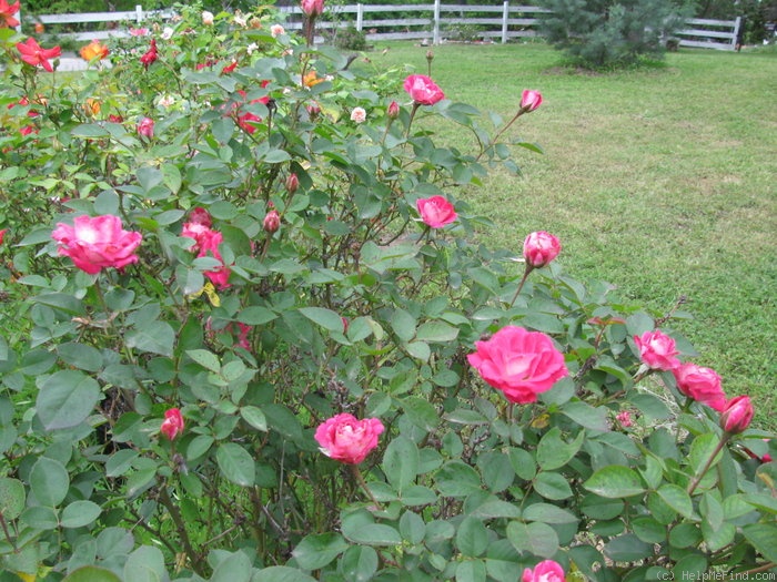 'Hermina' rose photo