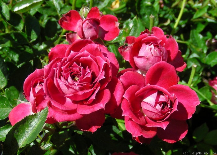 'Pink Twist' rose photo