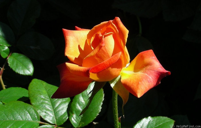 'Sundowner (grandiflora, McGredy 1978)' rose photo