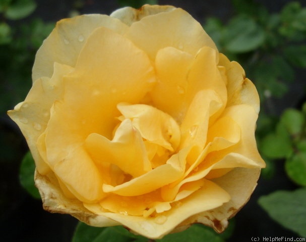 'Yellow Queen Elizabeth' rose photo