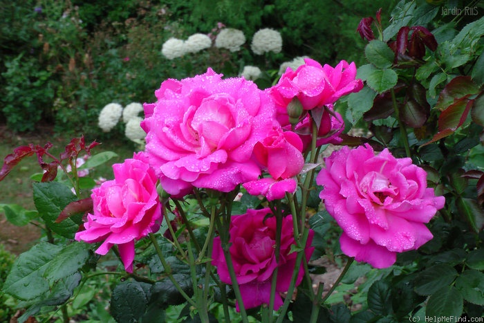 'Belle au Bois Dormant' rose photo