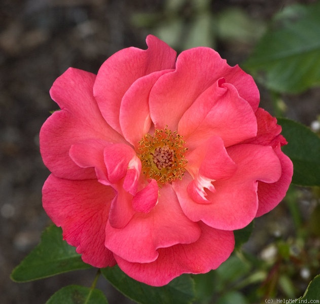 'Schleswig 87' rose photo