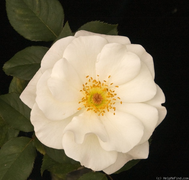 'Lady Rachel' rose photo
