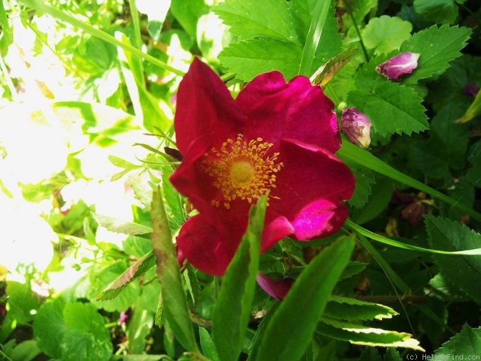 'Rote Hannover' rose photo