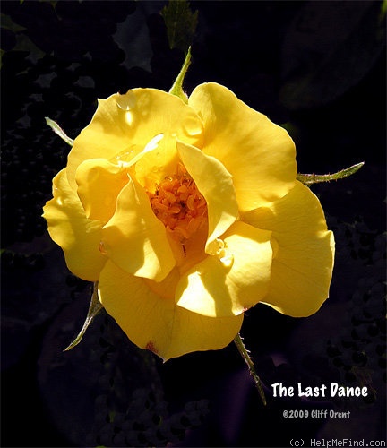 'The Last Dance' rose photo