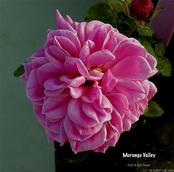 'Morongo Valley' rose photo