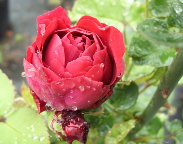 'Albert la Blotais (hybrid tea, Pernet père, 1887)' rose photo