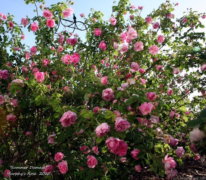 'Summer Damask' rose photo
