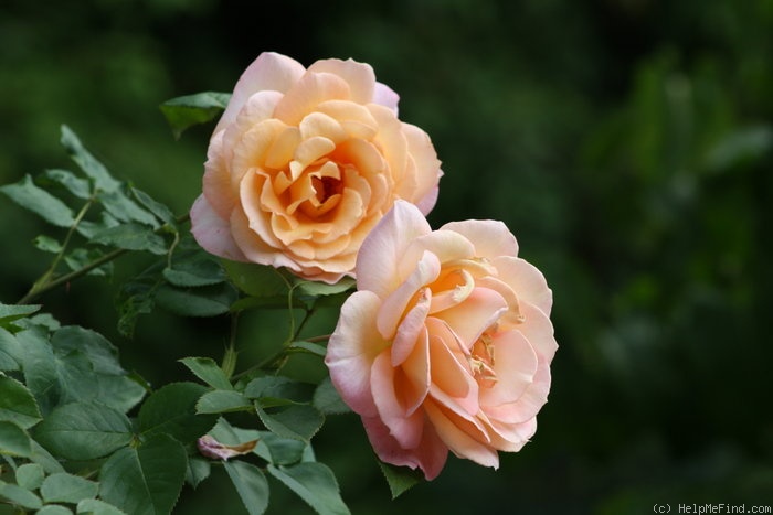 'Della Balfour (Large Flowered Climber, Harkness, 1994)' rose photo