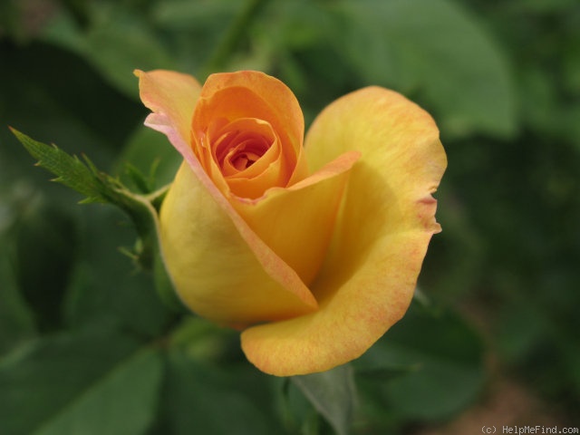 'Golden Medal' rose photo