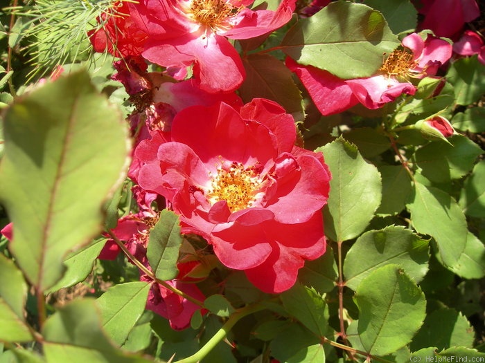 'Great Wall' rose photo
