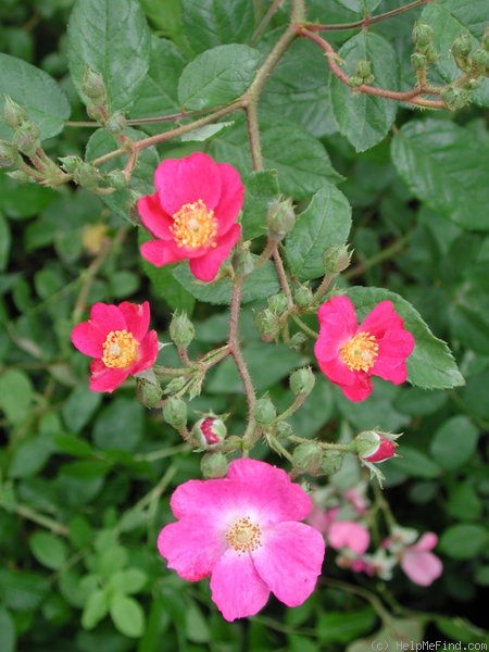 'Rosy Purple' rose photo