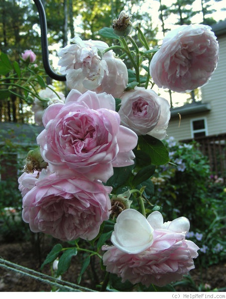 'St. Ethelburga' rose photo