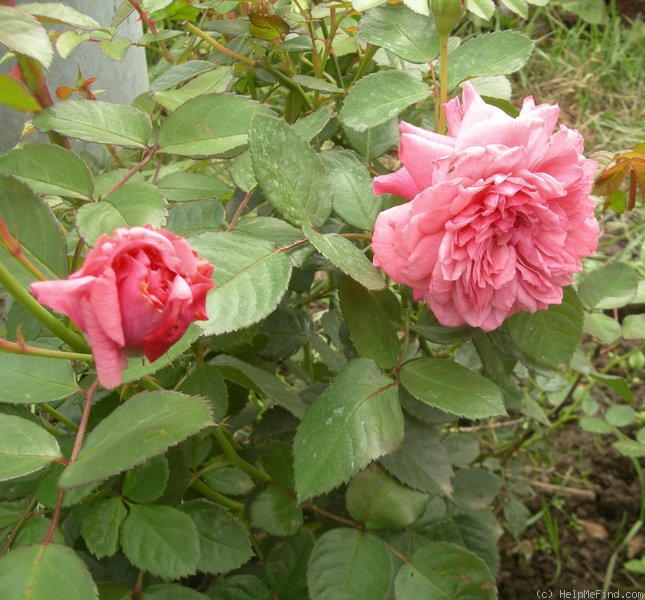 'Zaide ® (shrub, Kordes, 1994)' rose photo