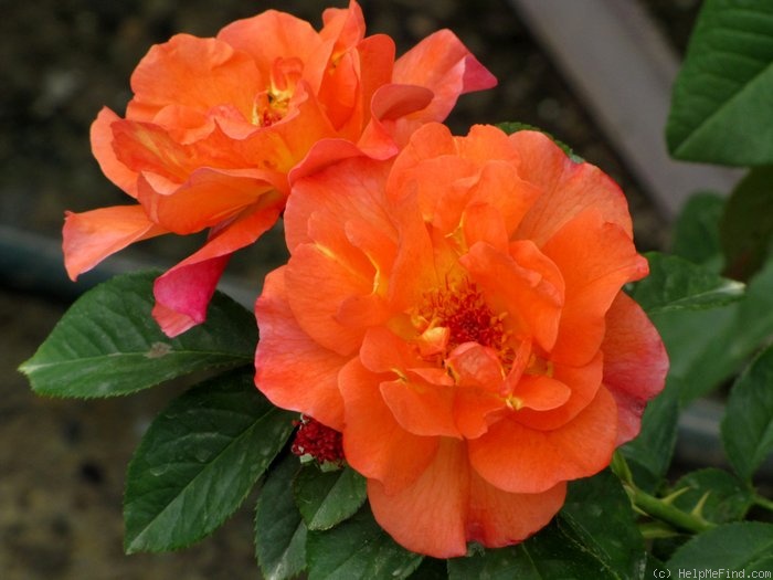 'Westerland (Shrub, Kordes, 1969)' rose photo