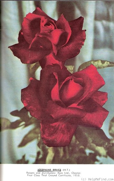 'Josephine Bruce' rose photo