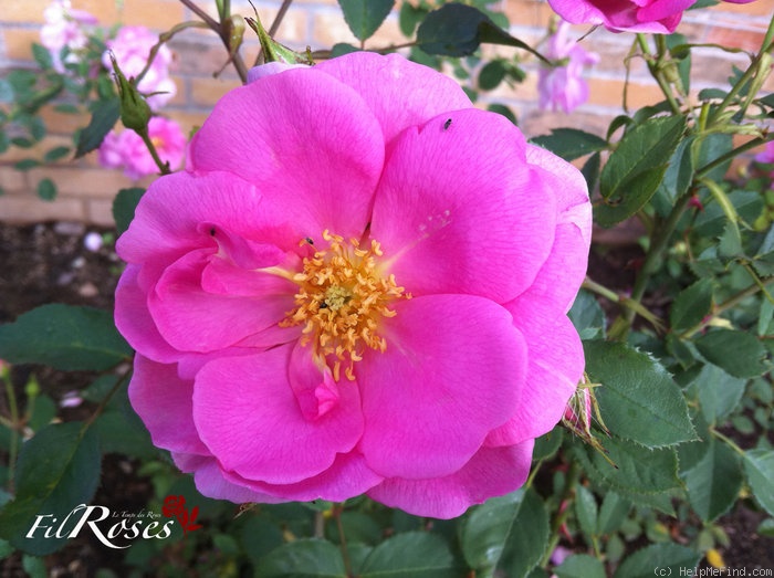'Cariad' rose photo