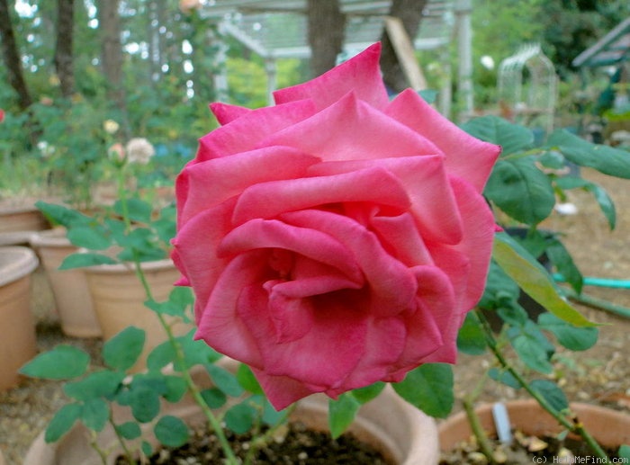 'Love's Kiss' rose photo