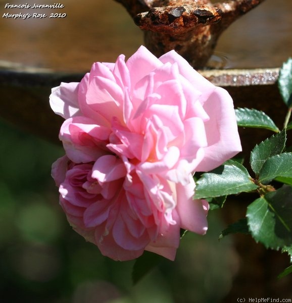 'François Juranville' rose photo