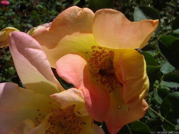 'Gottfried Keller' rose photo