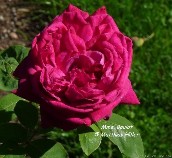 'Madame Baulot' rose photo