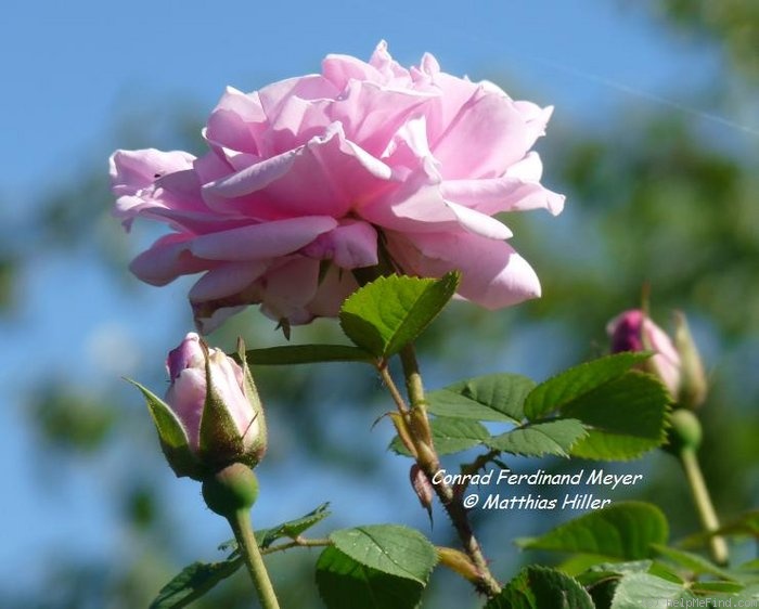 'Conrad Ferdinand Meyer' rose photo