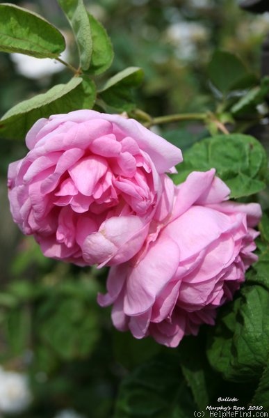 'Bullata' rose photo