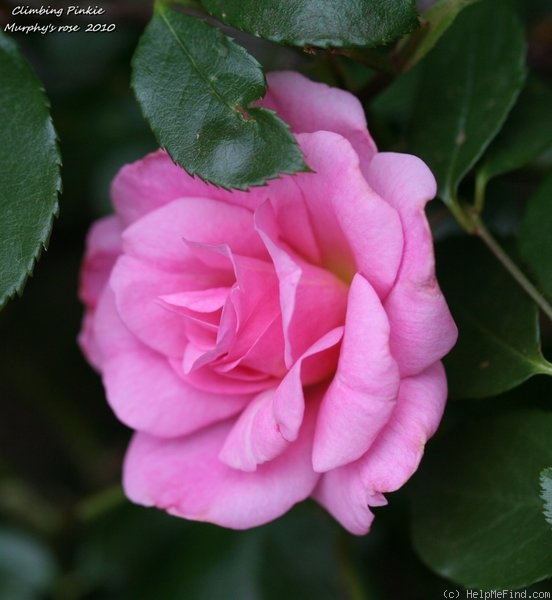 'Climbing Pinkie' rose photo