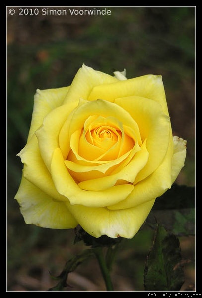 'First Gold' rose photo