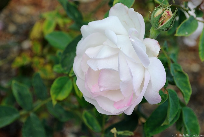 'James Bougault' rose photo