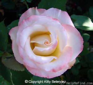 'Unbridled' rose photo