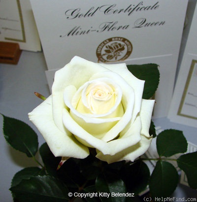 'Whirlaway ™' rose photo