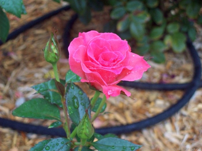 'First and Foremost' rose photo