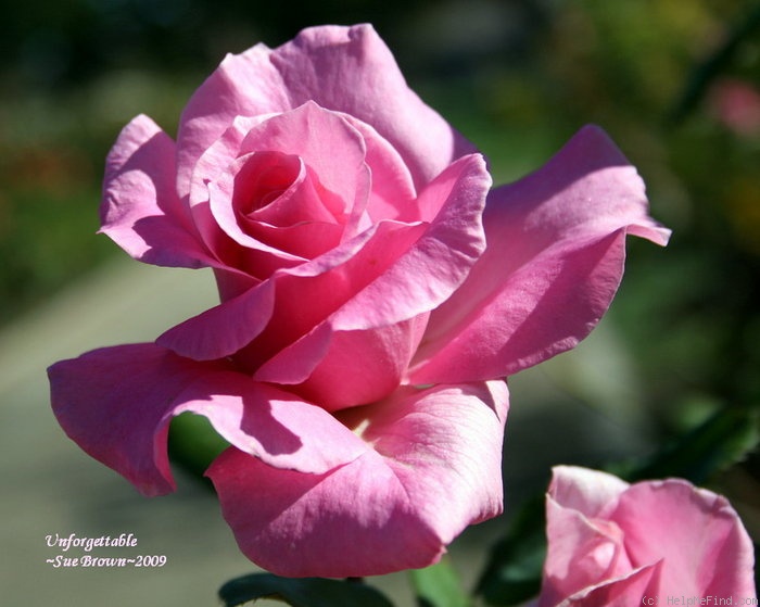 'Unforgettable ® (hybrid tea, Warriner)' rose photo