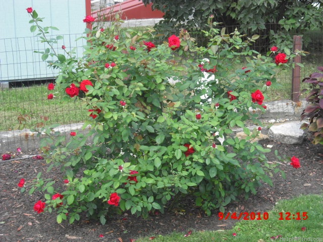 'Precious Platinum' rose photo